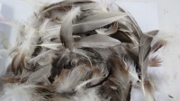 FEATHERS DUCK NATURAL 10 GM # - Click for more info