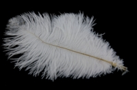 FEATHERS OSTRICH SMALL WHITE 5 PC # - Click for more info