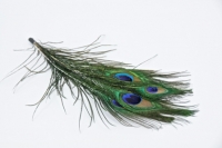 FEATHERS PEACOCK EYE NATURAL 5 PC # - Click for more info