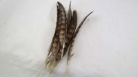 FEATHERS QUILL PHEASANT NATURAL 8 PC # 80396053 - Click for more info