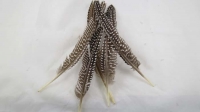 FEATHERS GUINEA ROUND QUILLS 5 PC # - Click for more info